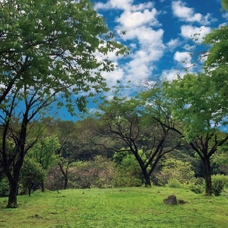 櫻花樹葬(貓狗專區)